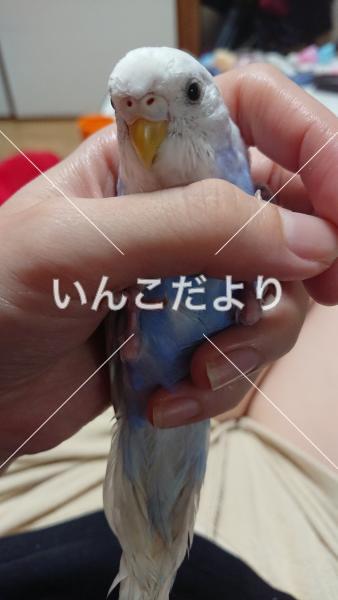 迷い鳥の写真