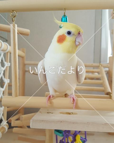 迷い鳥の写真