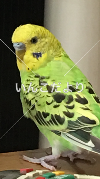 迷い鳥の写真