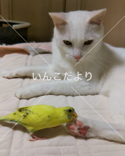 迷い鳥の写真