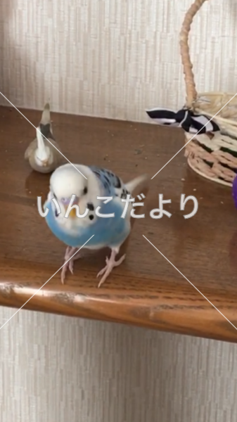 迷い鳥の写真