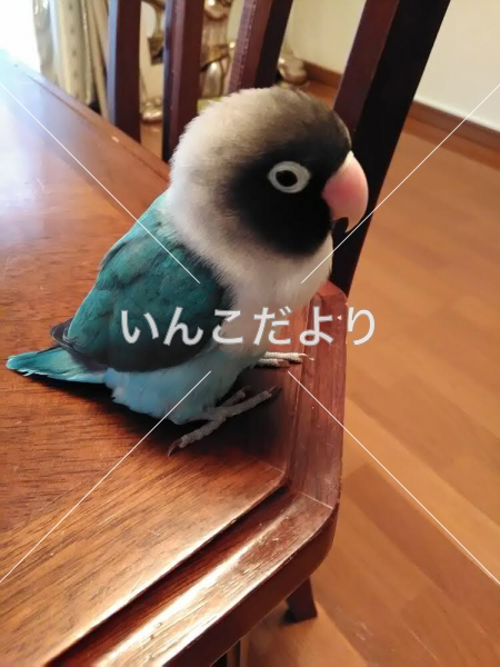 迷い鳥の写真
