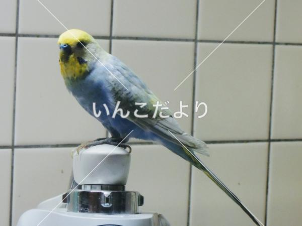 迷い鳥の写真