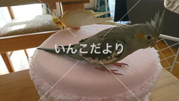 迷い鳥の写真
