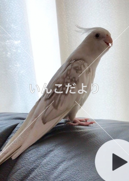 迷い鳥の写真