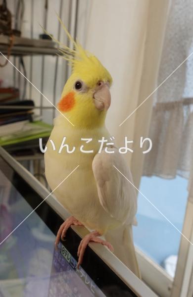 迷い鳥の写真