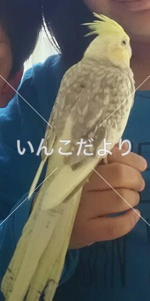 迷い鳥の写真