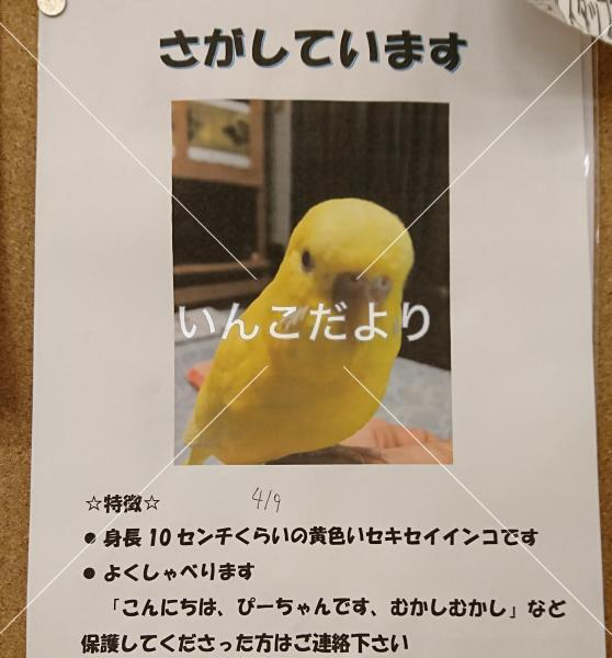 迷い鳥の写真