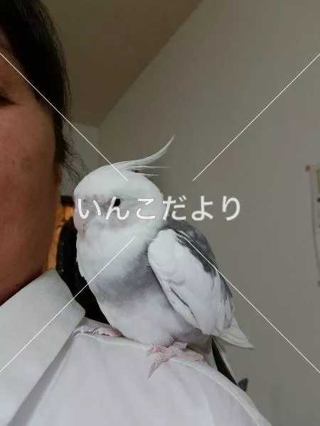 迷い鳥の写真