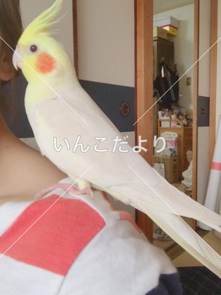 迷い鳥の写真
