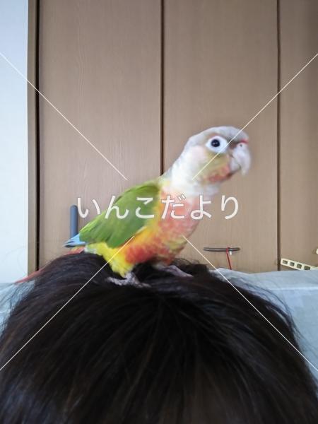 迷い鳥の写真