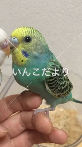 迷い鳥の写真