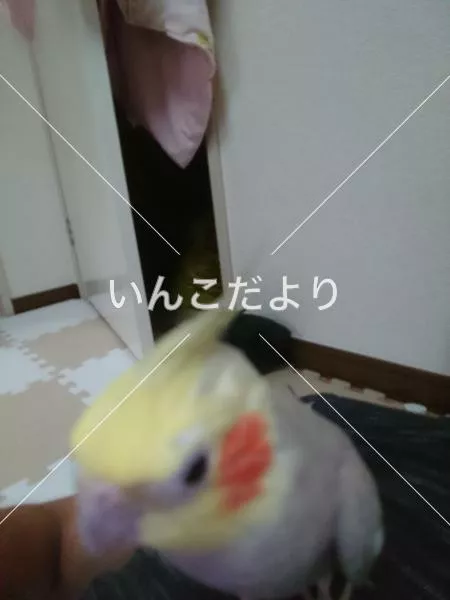 迷い鳥の写真