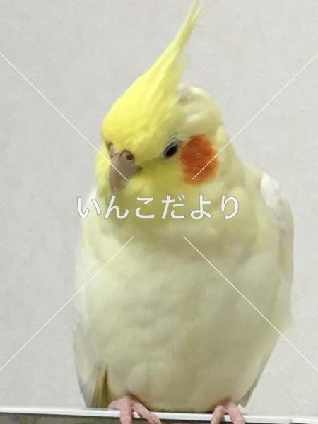 迷い鳥の写真