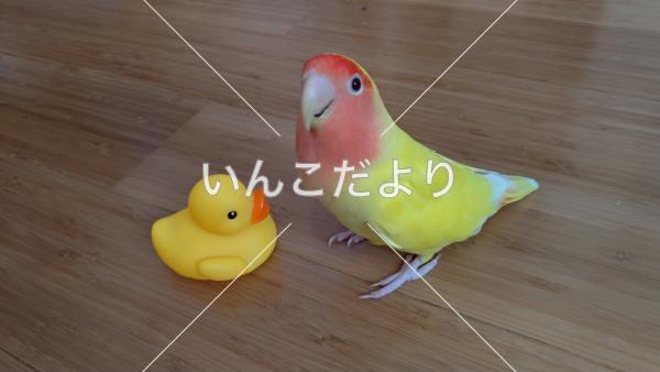 迷い鳥の写真