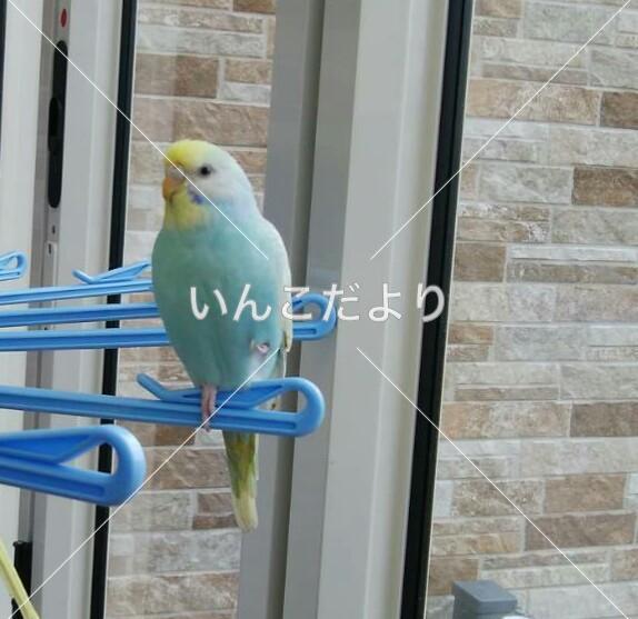 迷い鳥の写真