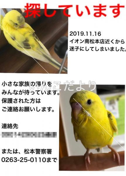 迷い鳥の写真