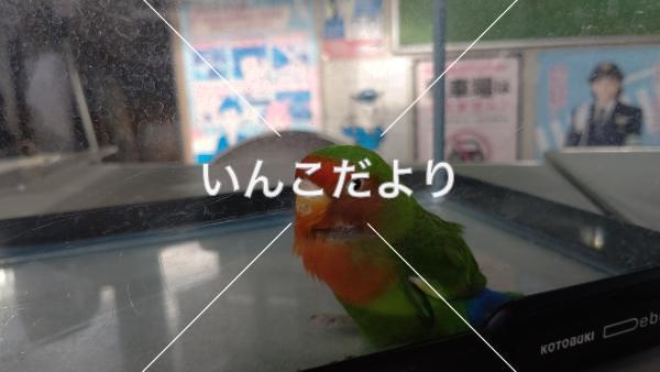 保護鳥の写真
