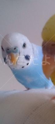 迷い鳥の写真