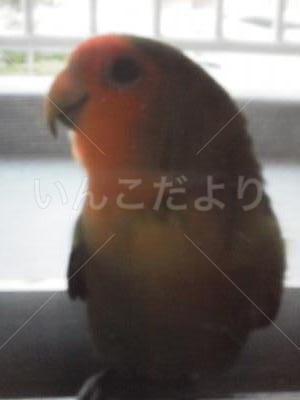 迷い鳥の写真