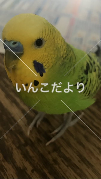 迷い鳥の写真
