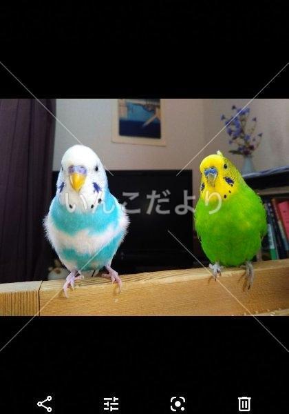 迷い鳥の写真
