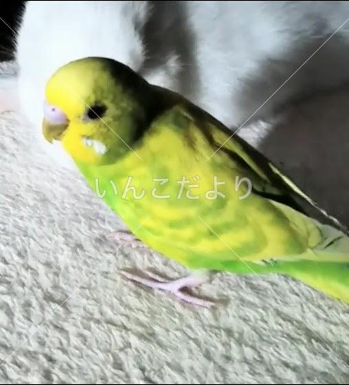 迷い鳥の写真
