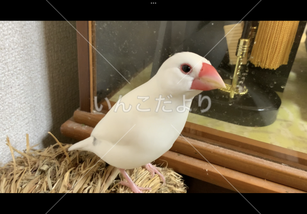 迷い鳥の写真