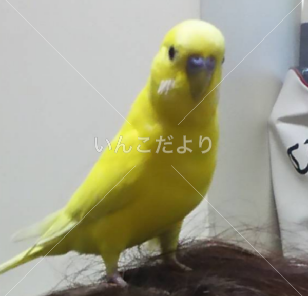 迷い鳥の写真