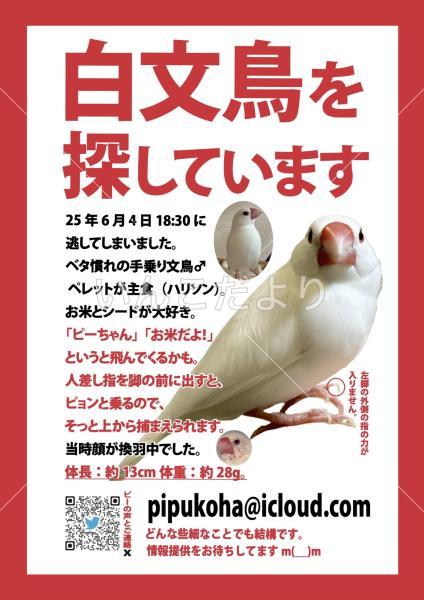 迷い鳥の写真