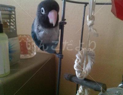 迷い鳥の写真