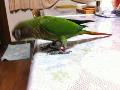 迷い鳥の写真