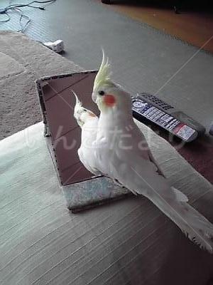 迷い鳥の写真