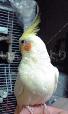 迷い鳥の写真