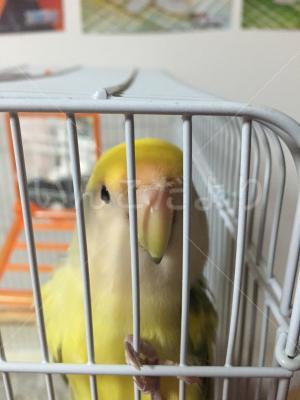 迷い鳥の写真