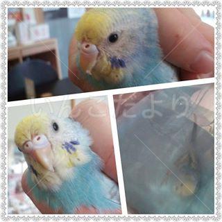 保護鳥の写真