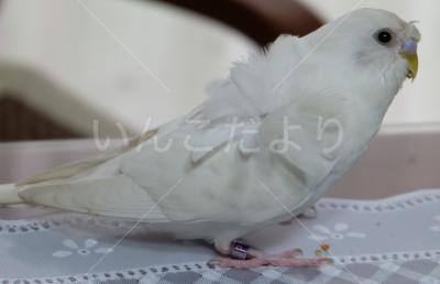 迷い鳥の写真