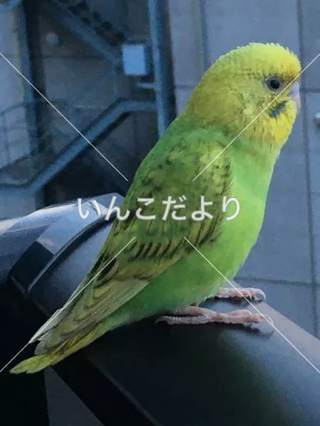 保護鳥の写真