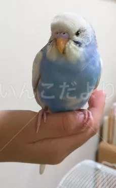 保護鳥の写真