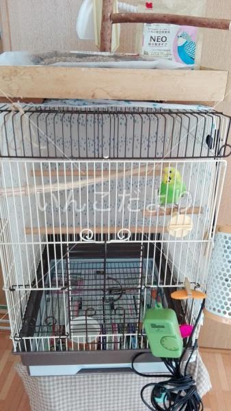 迷い鳥の写真