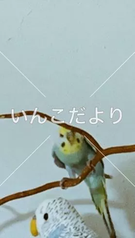 迷い鳥の写真