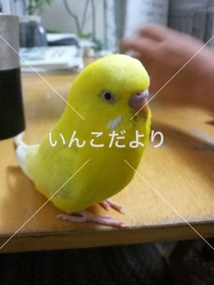 迷い鳥の写真