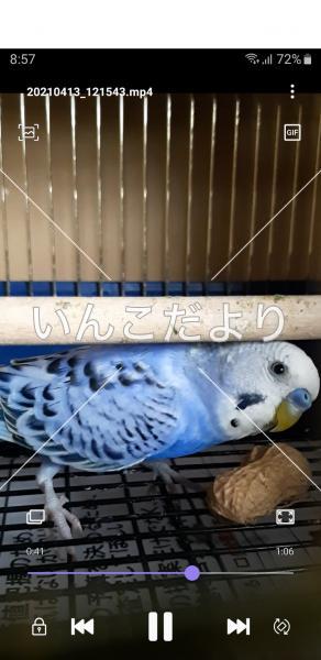 迷い鳥の写真