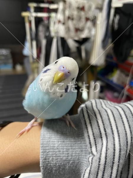 迷い鳥の写真