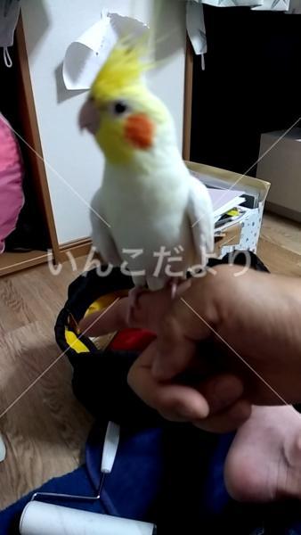 迷い鳥の写真