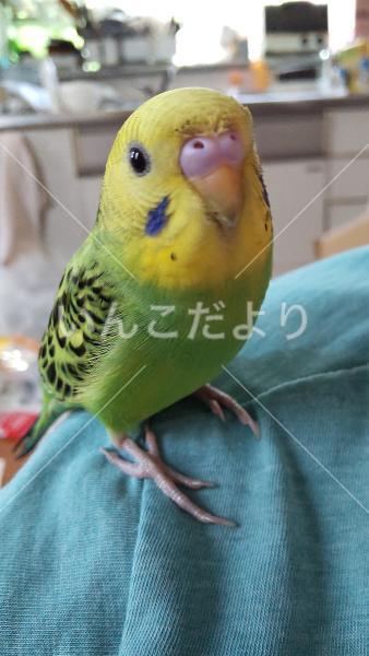 迷い鳥の写真