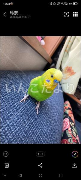 迷い鳥の写真