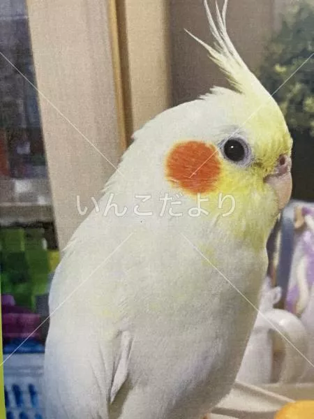迷い鳥の写真