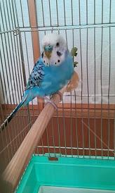 保護鳥の写真