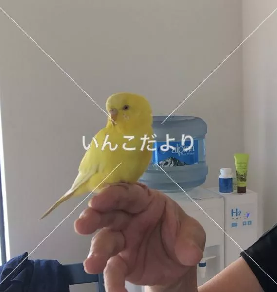 コメントの画像